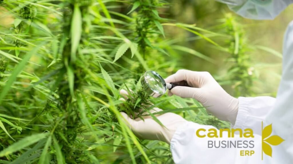 what is cannabusiness